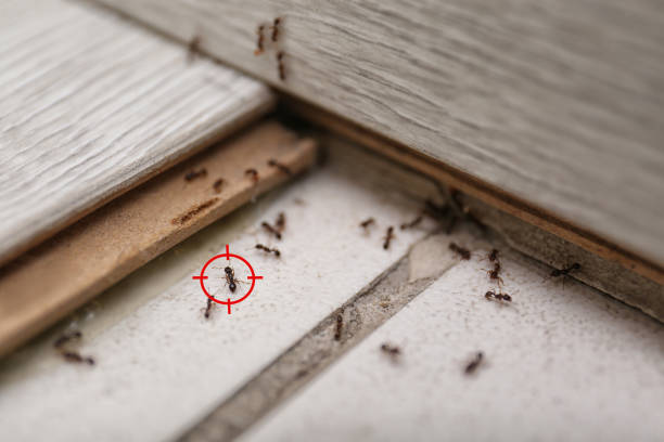 Best Emergency Pest Control  in Fruitdale, CA