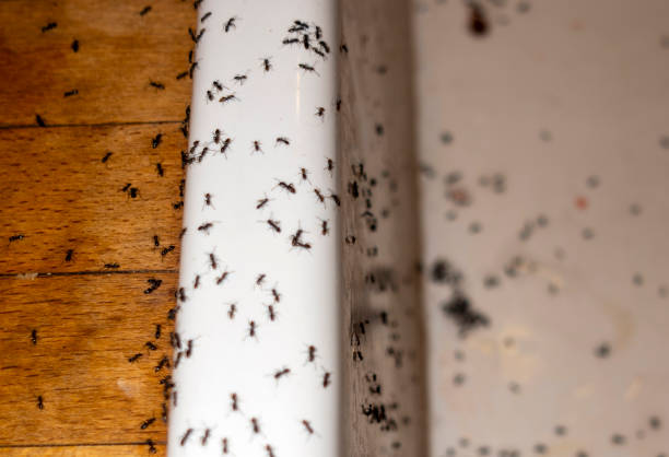 Best Local Pest Control Services  in Fruitdale, CA