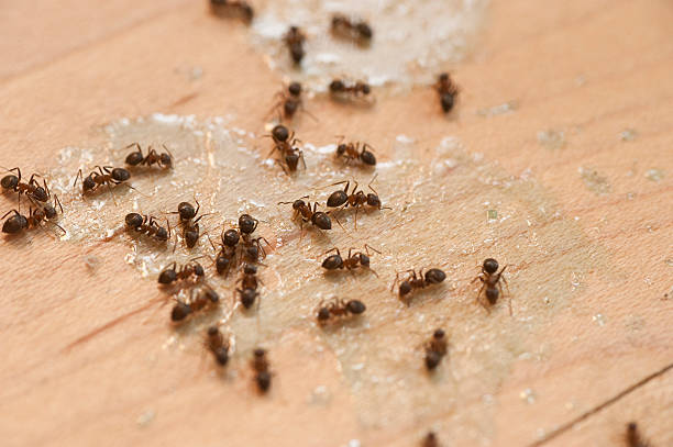 Best Emergency Pest Control  in Fruitdale, CA
