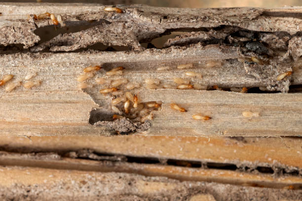 Best Insect Control  in Fruitdale, CA