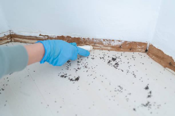 Best Residential Pest Control  in Fruitdale, CA
